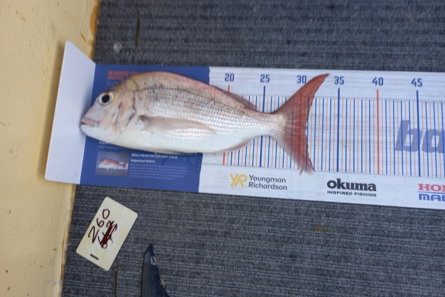 Andrew Wilson caught this 30.5cm Snapper at Whangaparoa during The Hirepool Baitmates Fishing Comp